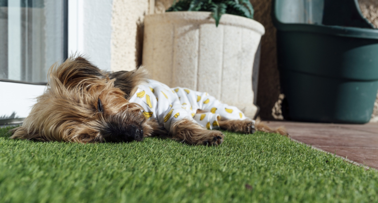 Pet-Friendly Artificial Turf DFW | Dog-Safe Synthetic Grass