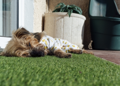 Pet-Friendly Artificial Turf DFW | Dog-Safe Synthetic Grass